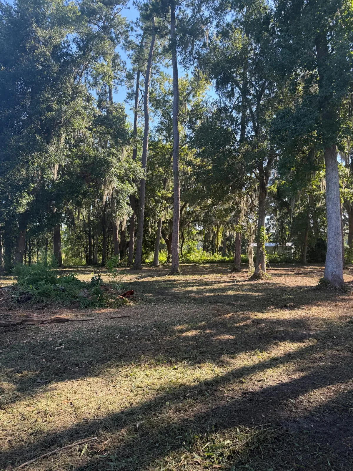Wooded lot after forestry mulching with mature trees retained in Coastal Georgia