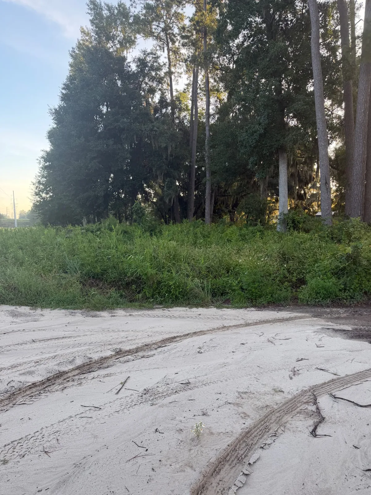 Overgrown wooded lot with thick underbrush before forestry mulching in Coastal Georgia